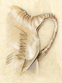 Elephant birth: Baby elephant bulge