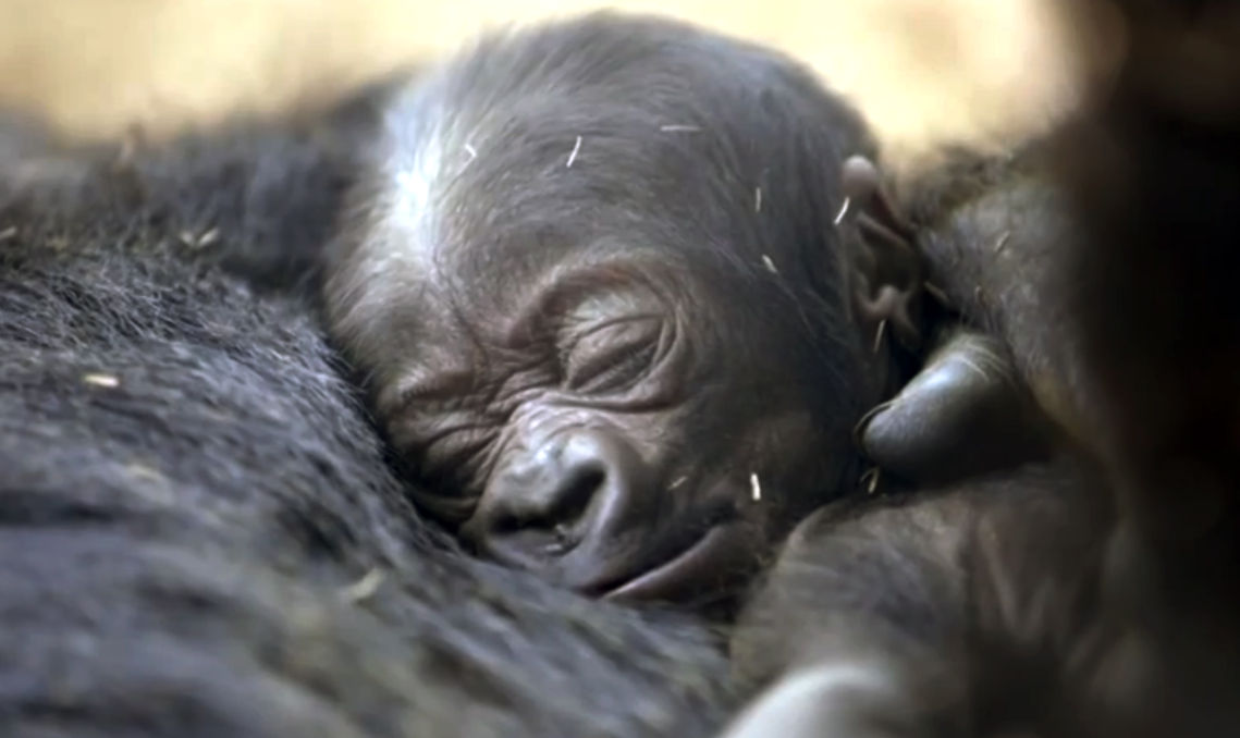 Baby zoo animals