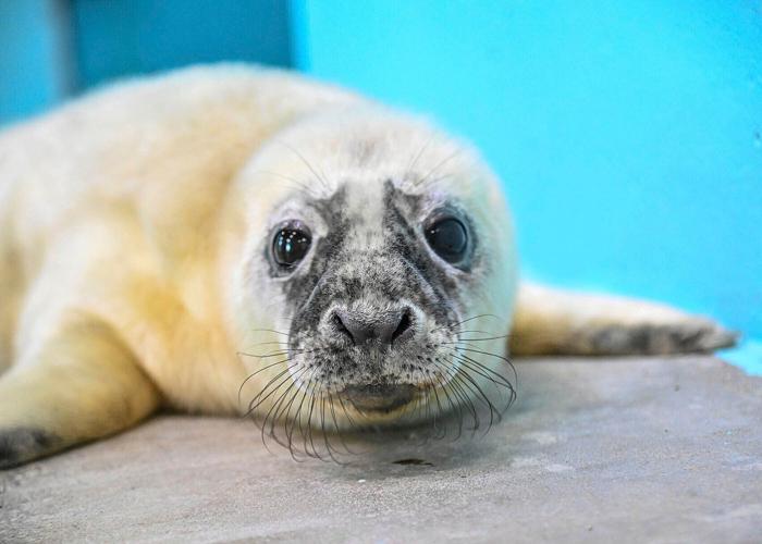 Blind Seal Gives Birth