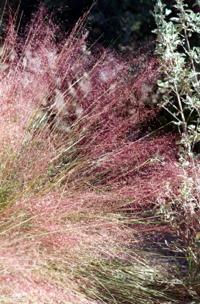 Non-invasive grass to plant