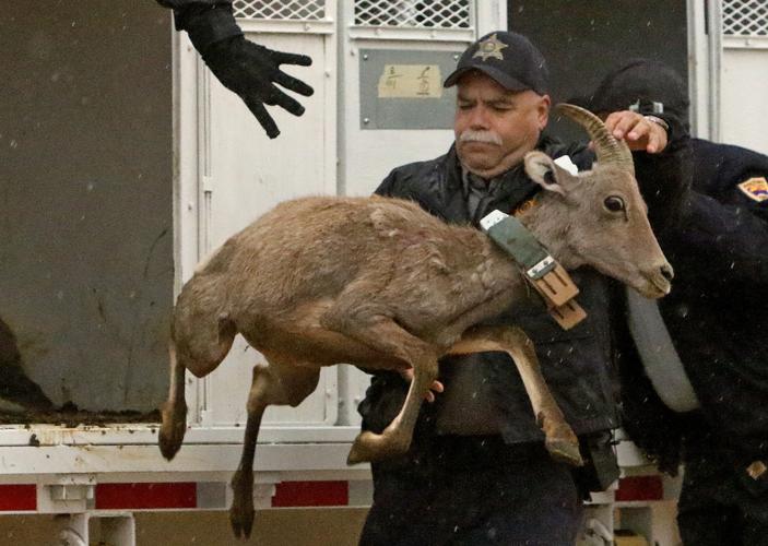 2015 Bighorn Sheep release