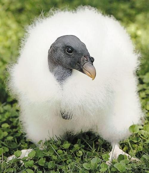 A baby vulture is new at Reid Zoo  