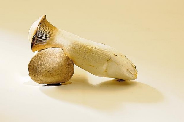Fungus among us  