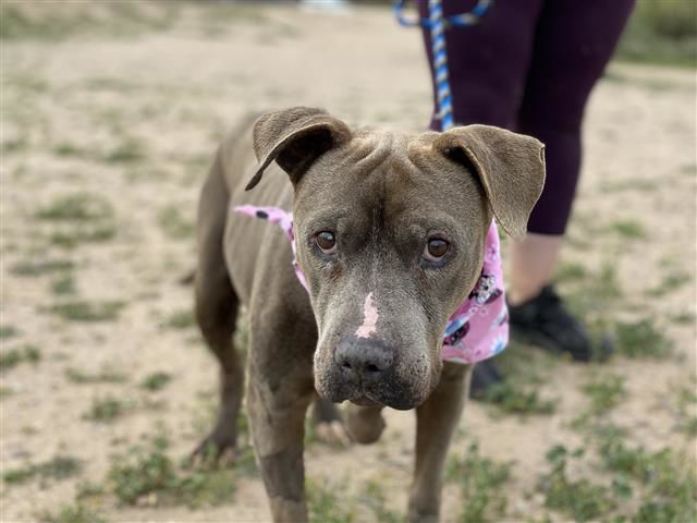 Adopt a friend: Seline