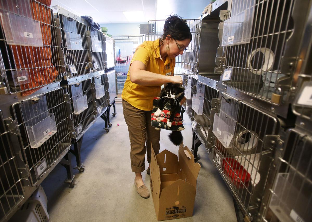 Photos Pima Animal Care Center