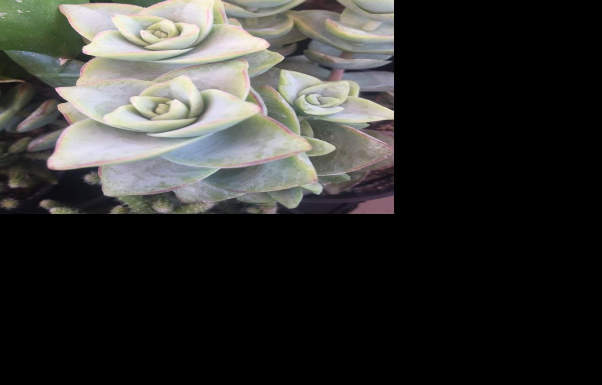 Monsoon Madness Plant Sale