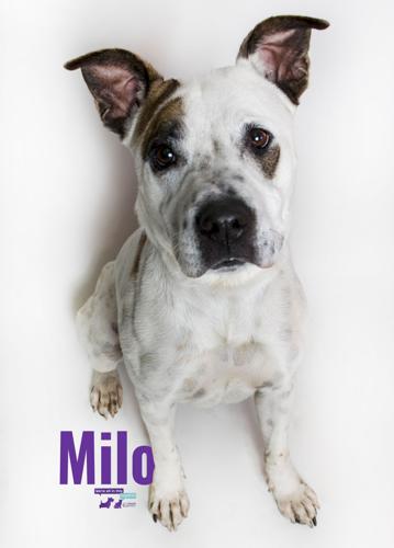 Adopt A Friend: Milo