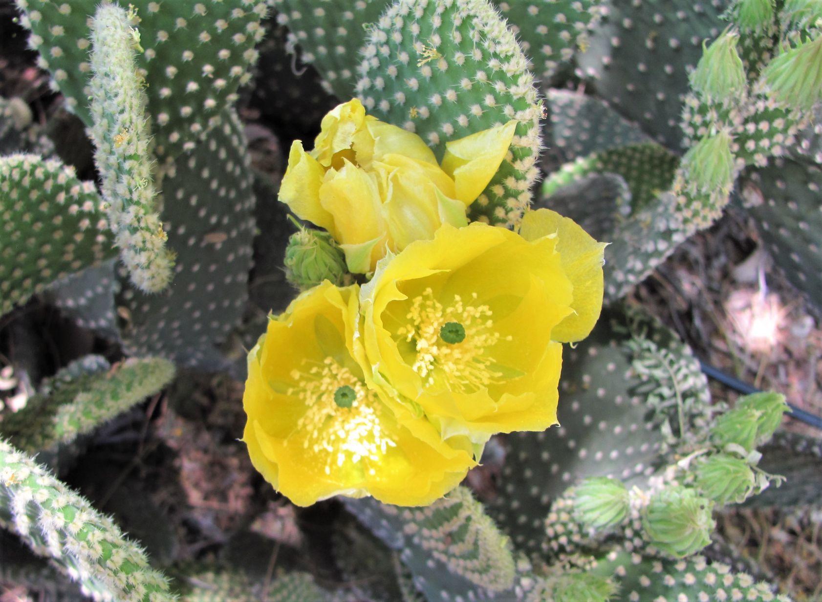 Sunset Colored Prickly Pears Are Blooming In Tucson And We Are In Love Tucson Life Tucson Com