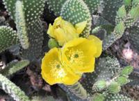 Prickly pear