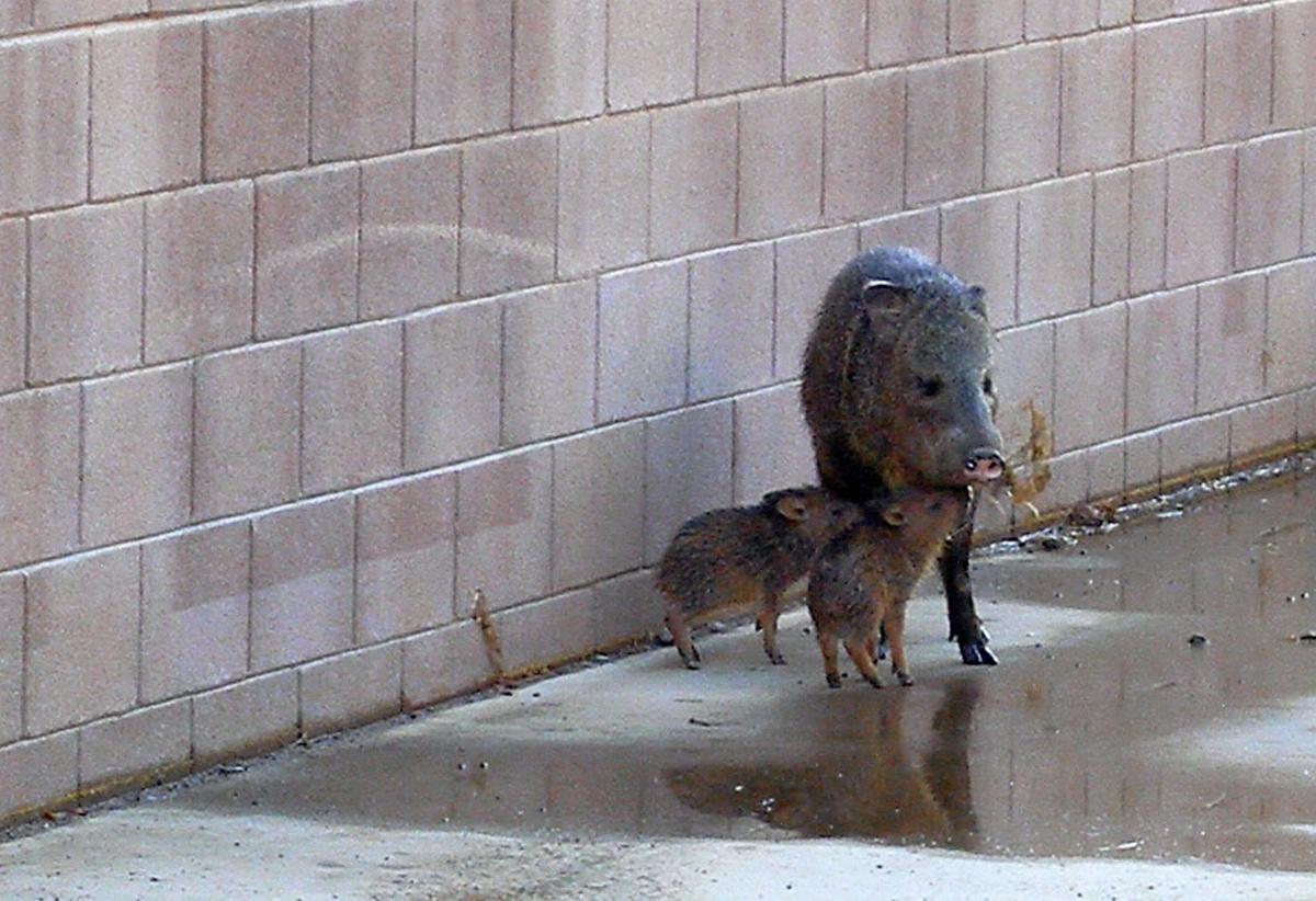 48 photos that prove javelinas are the cuties of the desert Outdoors