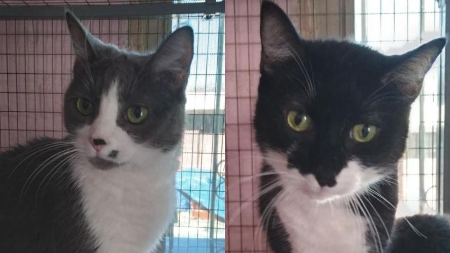 Adopt a friend: Bingo and Felix