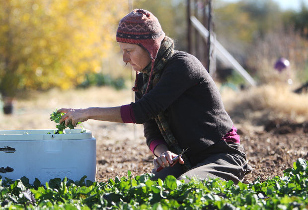 River Road Gardens at Tucson Waldorf School