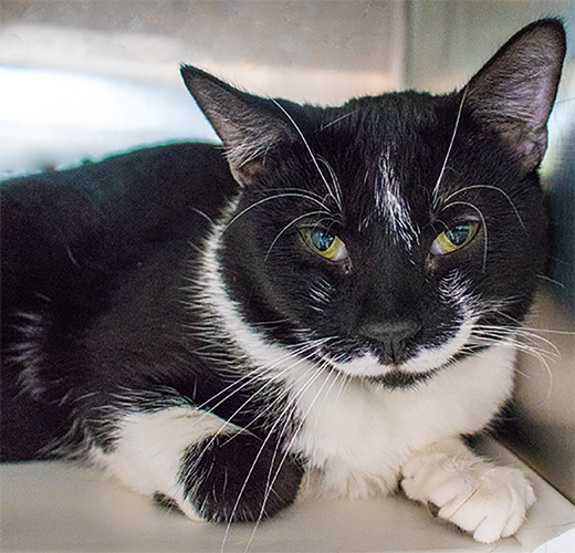 Adopt a friend: Sylvester