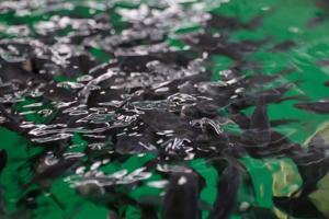 Feds downlist one of Grand Canyon's native fish