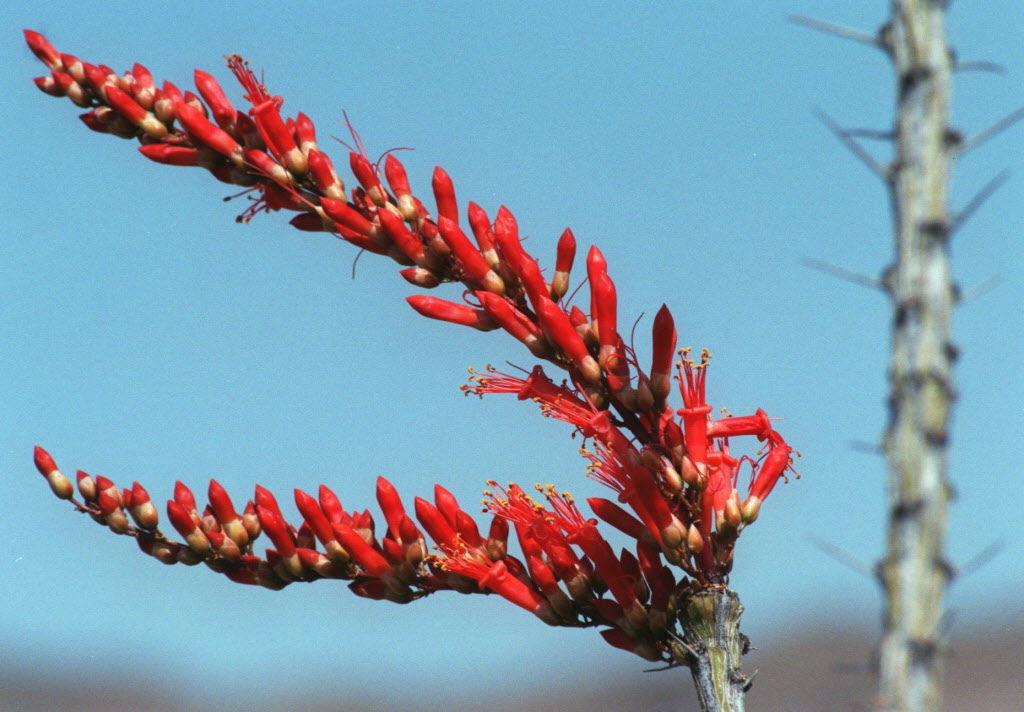 10 things to know about ocotillos