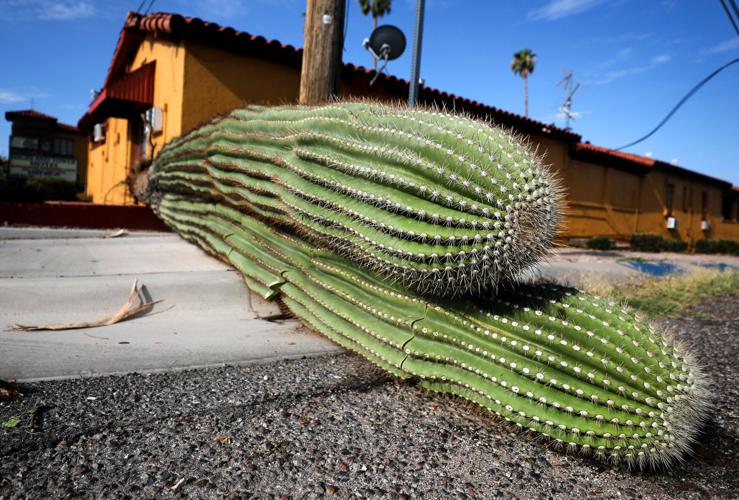 Storm damage in Tucson