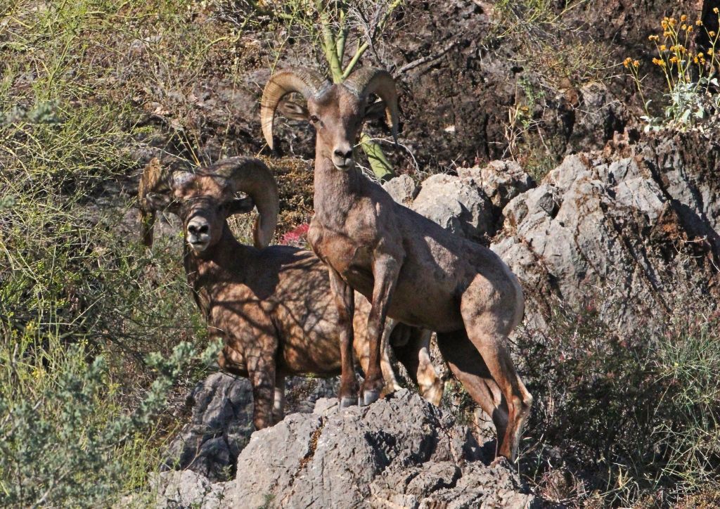 Bighorn sheep