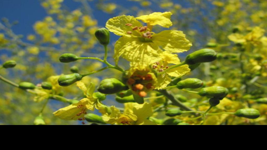 Best trees for Tucson