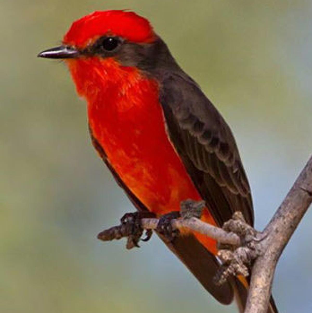 Tubac Takes Flight A Celebration Of Se Arizona Birds Local News Tucson Com