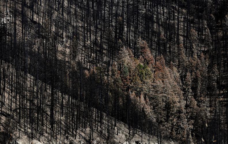 Frye Fire recovery on Mt. Graham