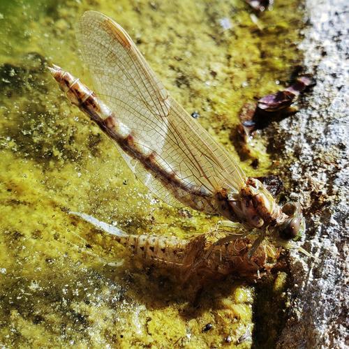 Beyond the Surface: Life Inside a Spring