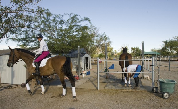 Dressage's disciplines   