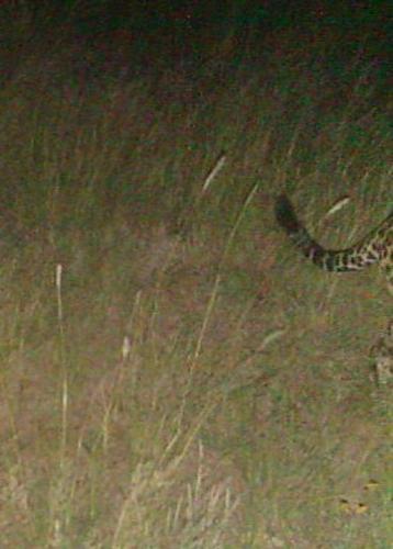 Scientists: Camera captured jaguar SE of Tucson