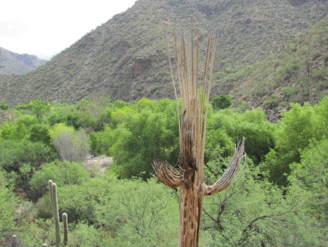 Lush green of Sabino Canyon