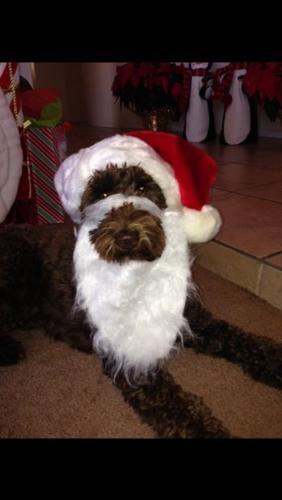 Tucson's holiday pets