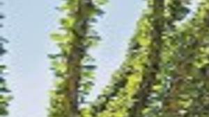 Barren Island Is Transformed Foothills Tucson Com