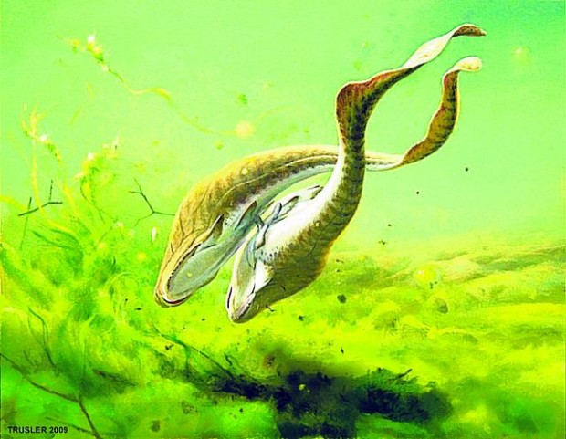 Paleo-discovery rewrites timeline of sex  