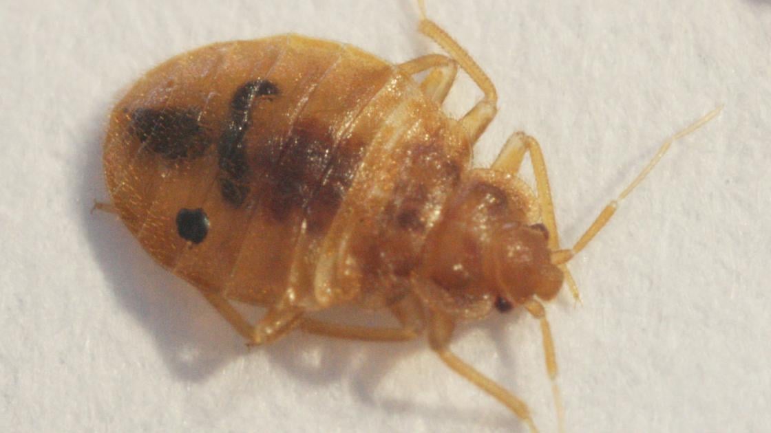 How To Get Rid Of Bed Bugs Using Dryer How To Get Rid Of Bed Bugs Using Dryer