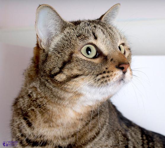 Adopt A Friend: Lola