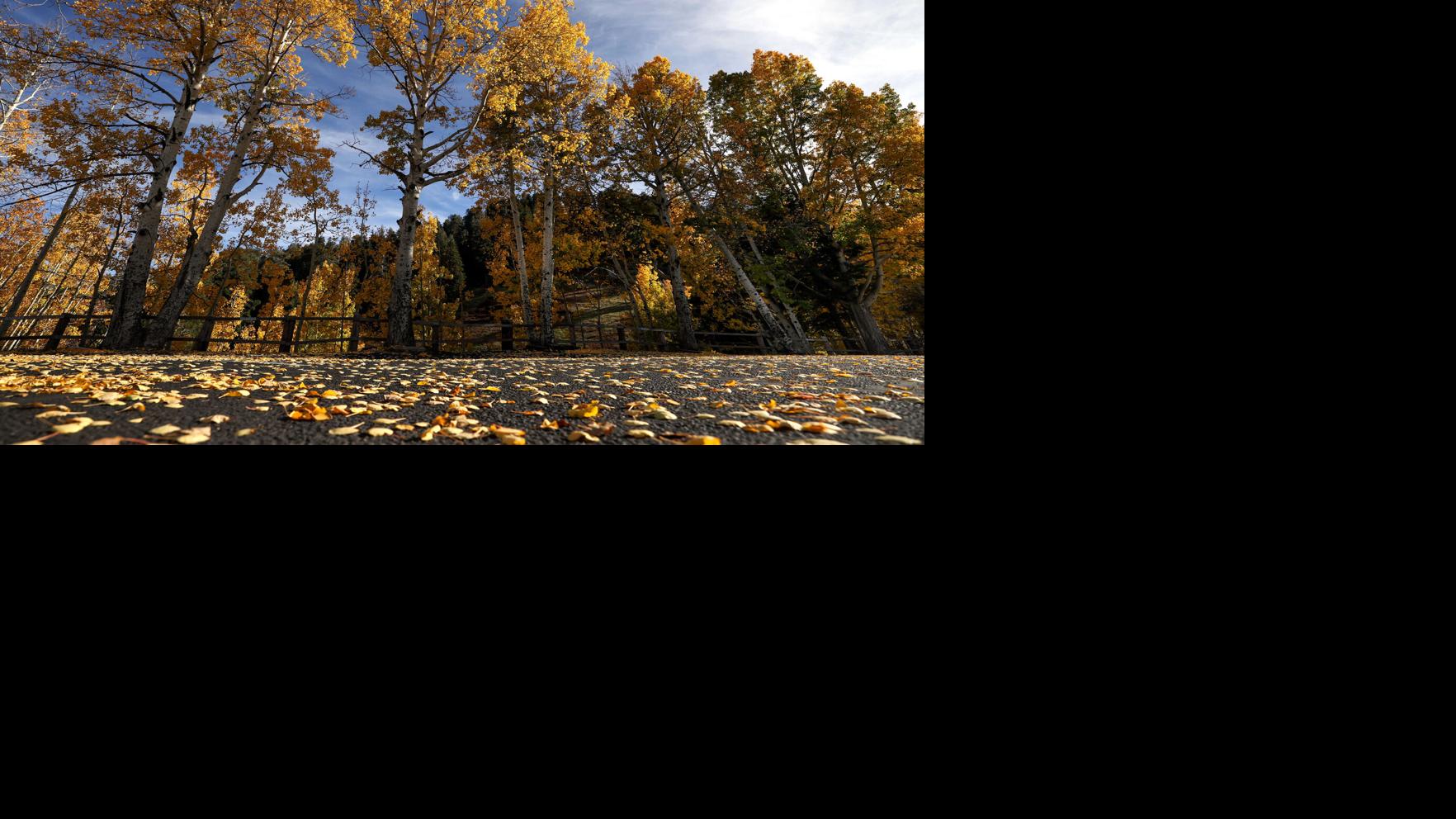 Photos: Fall foliage on Mount Lemmon