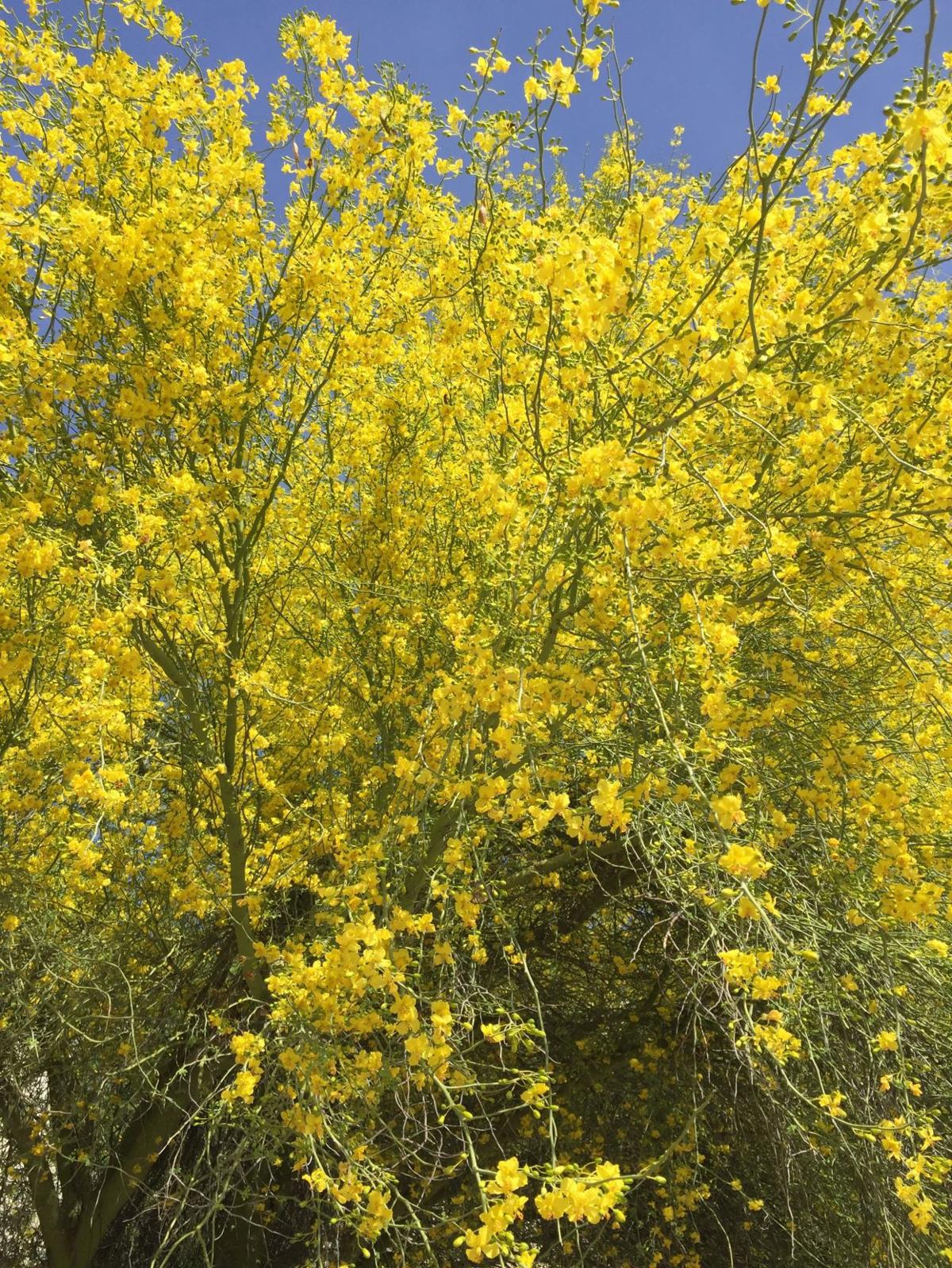 Warm springs, winter rains aid palo verde blossoms