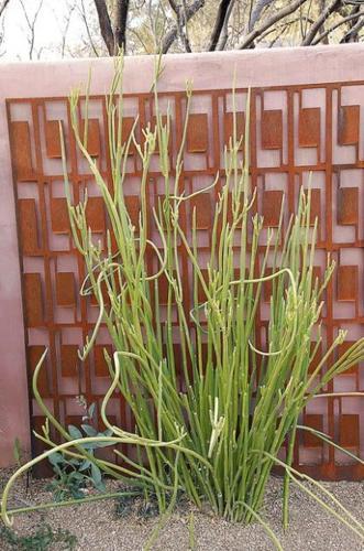 Practical, pretty poolside plants  