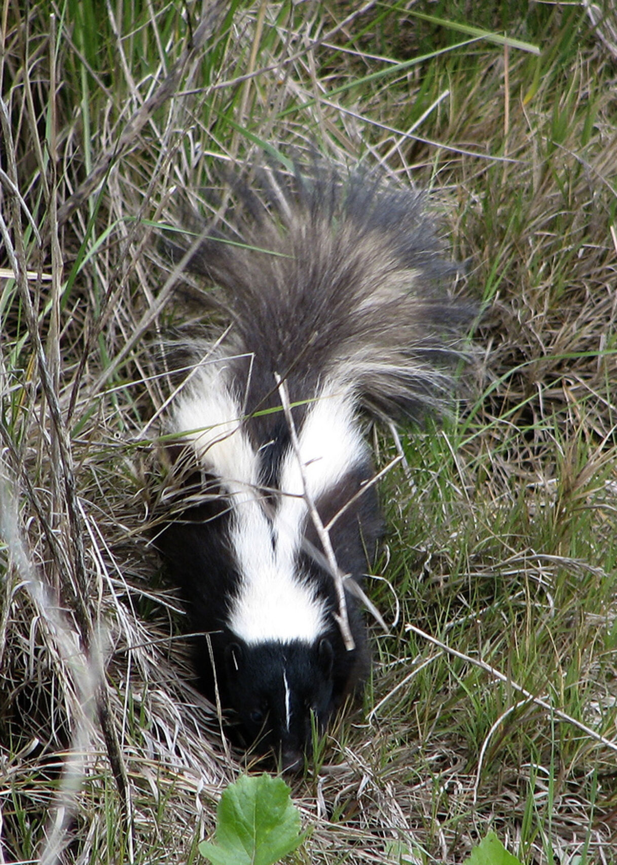 Stirped-Skunk.jpg