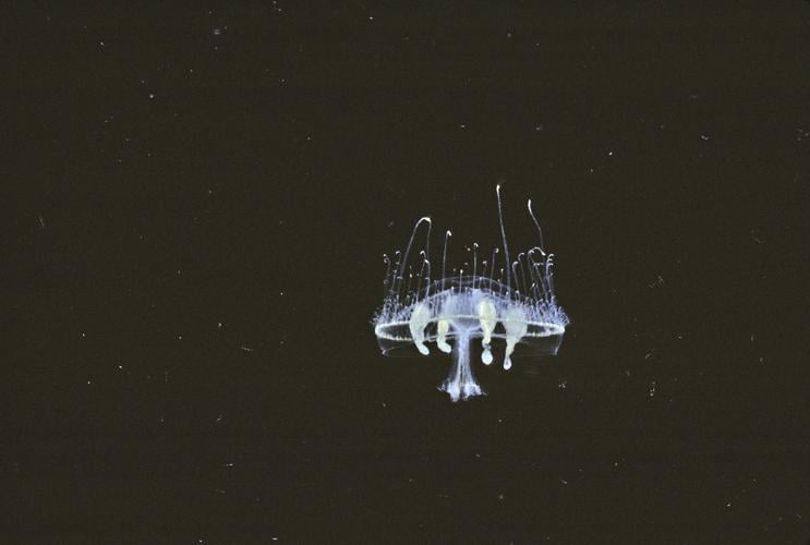 Freshwater jellyfish