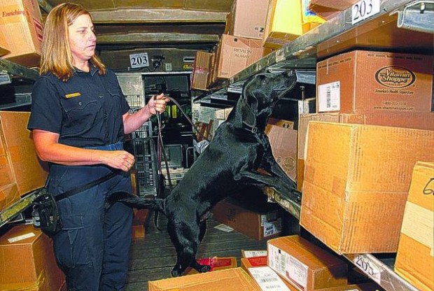 Dogs sniff out invading plant pests  