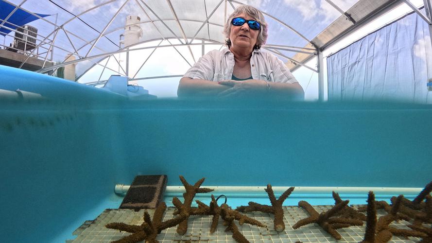 US-NEWS-ENV-FLA-DYING-CORALS-PT