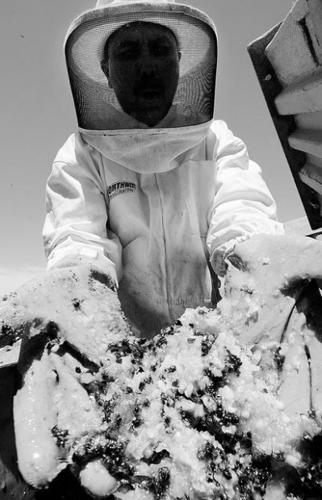 Don't get stung when paying for removal of bees  