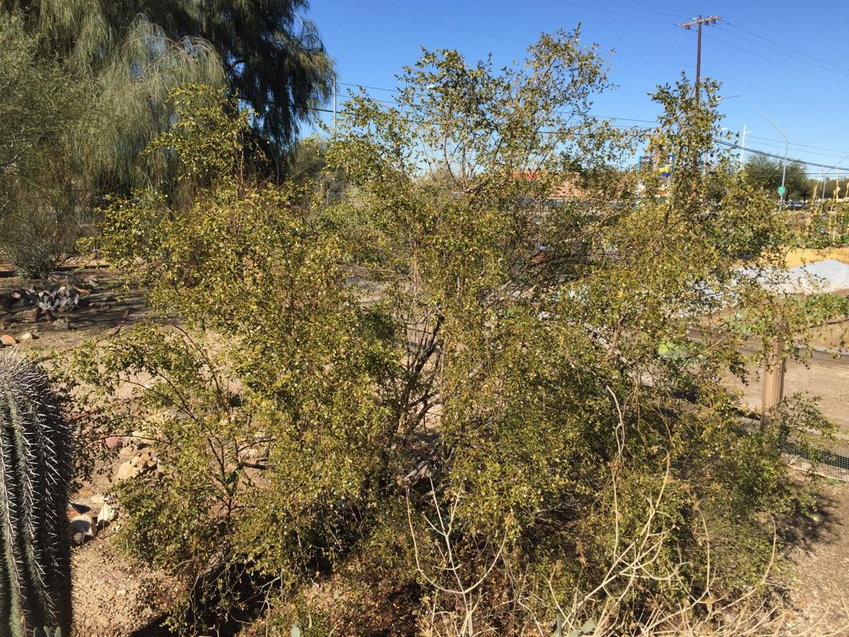 Creosote is safe to use as mulch
