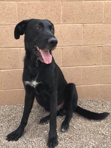 Adopt a friend: Roscoe