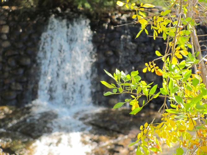 Autumn leaves near Sabino Dam