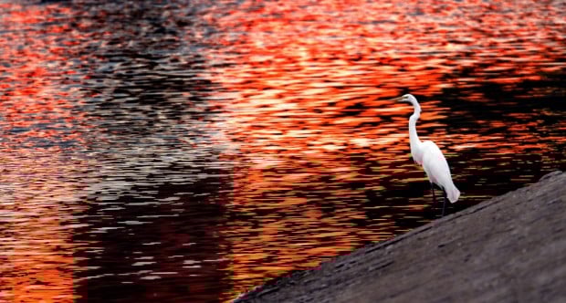 Long-legged big birds descend on ponds near Kino Stadium    