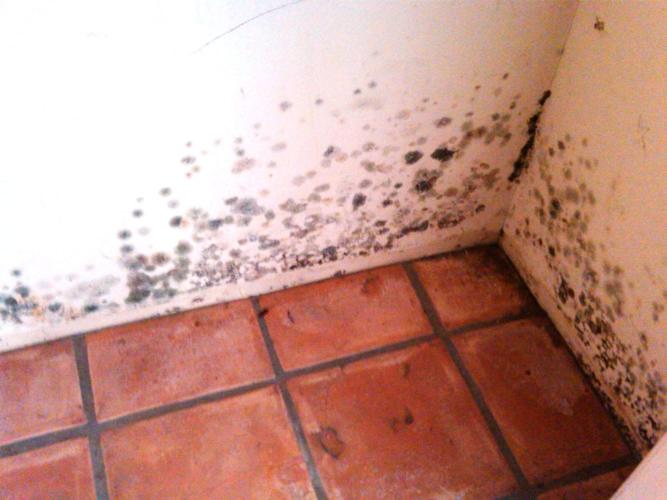 How to clean up mold