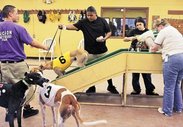 Nowhere left to run for greyhounds  