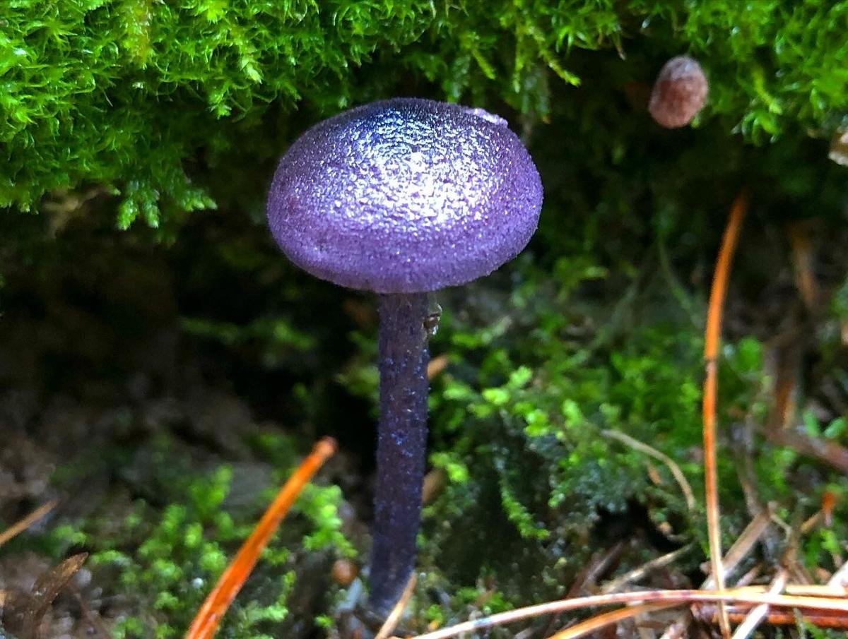 Rare purple mushroom
