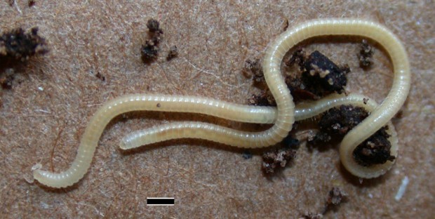 Long story short: UA expert rediscovers a rare millipede    