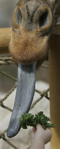 Reid Park Zoo giraffe